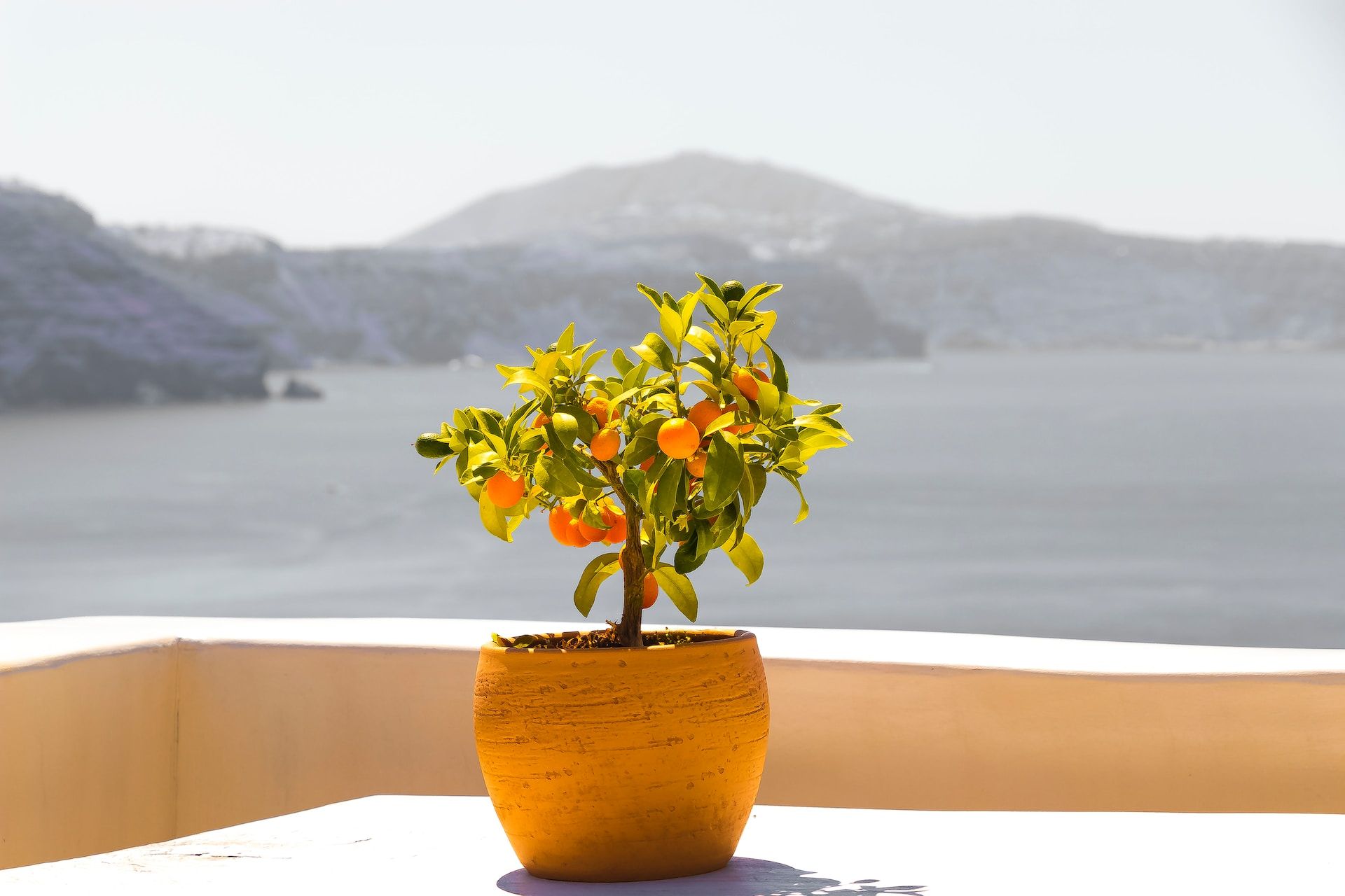 greece-furit-oranges.jpg