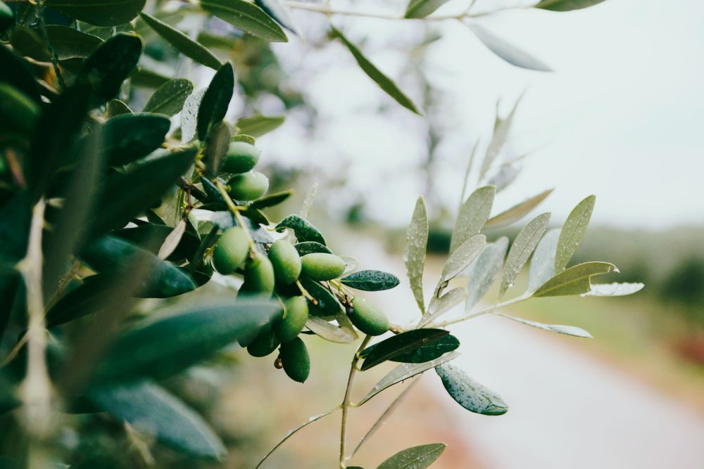 greek-olive.jpg